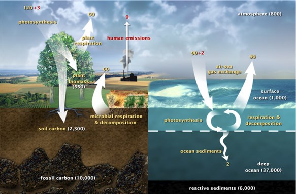 NASA carbon cycle diagram
