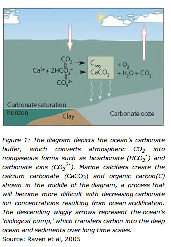 diagram of ocean acidification